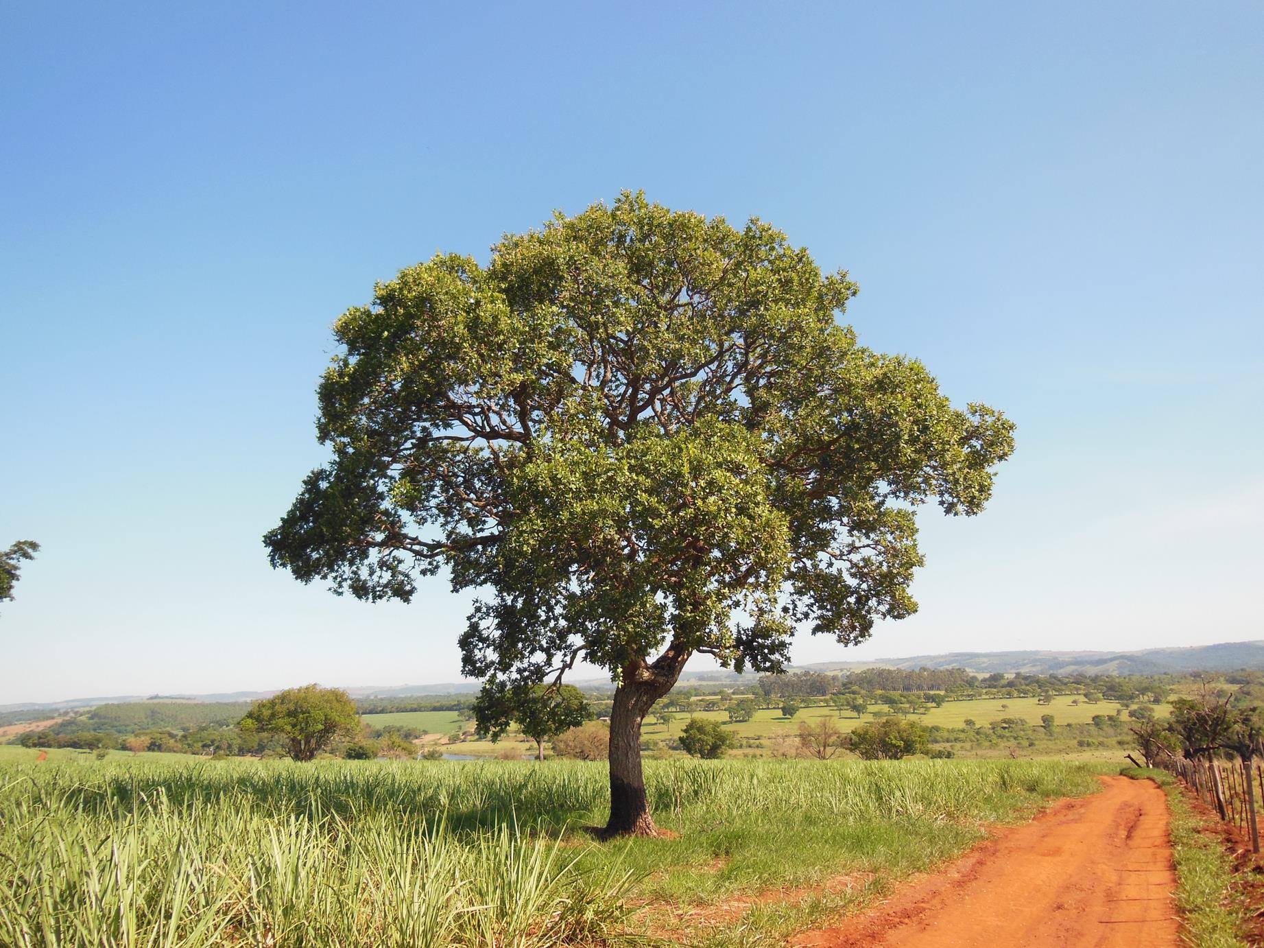 Caracterização ambiental
