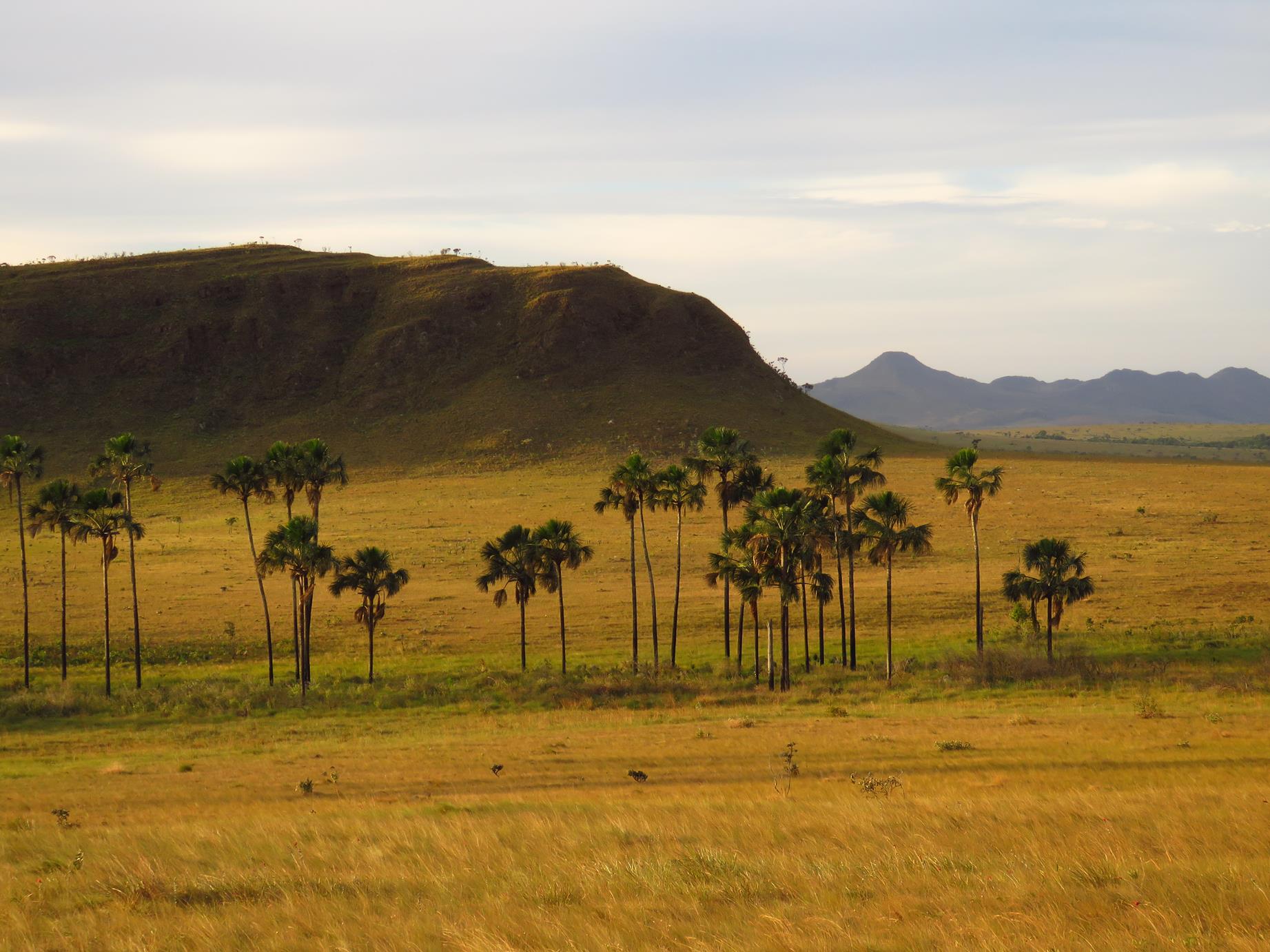 Caracterização florestal, Classificação Florestal, Inventário Florístico