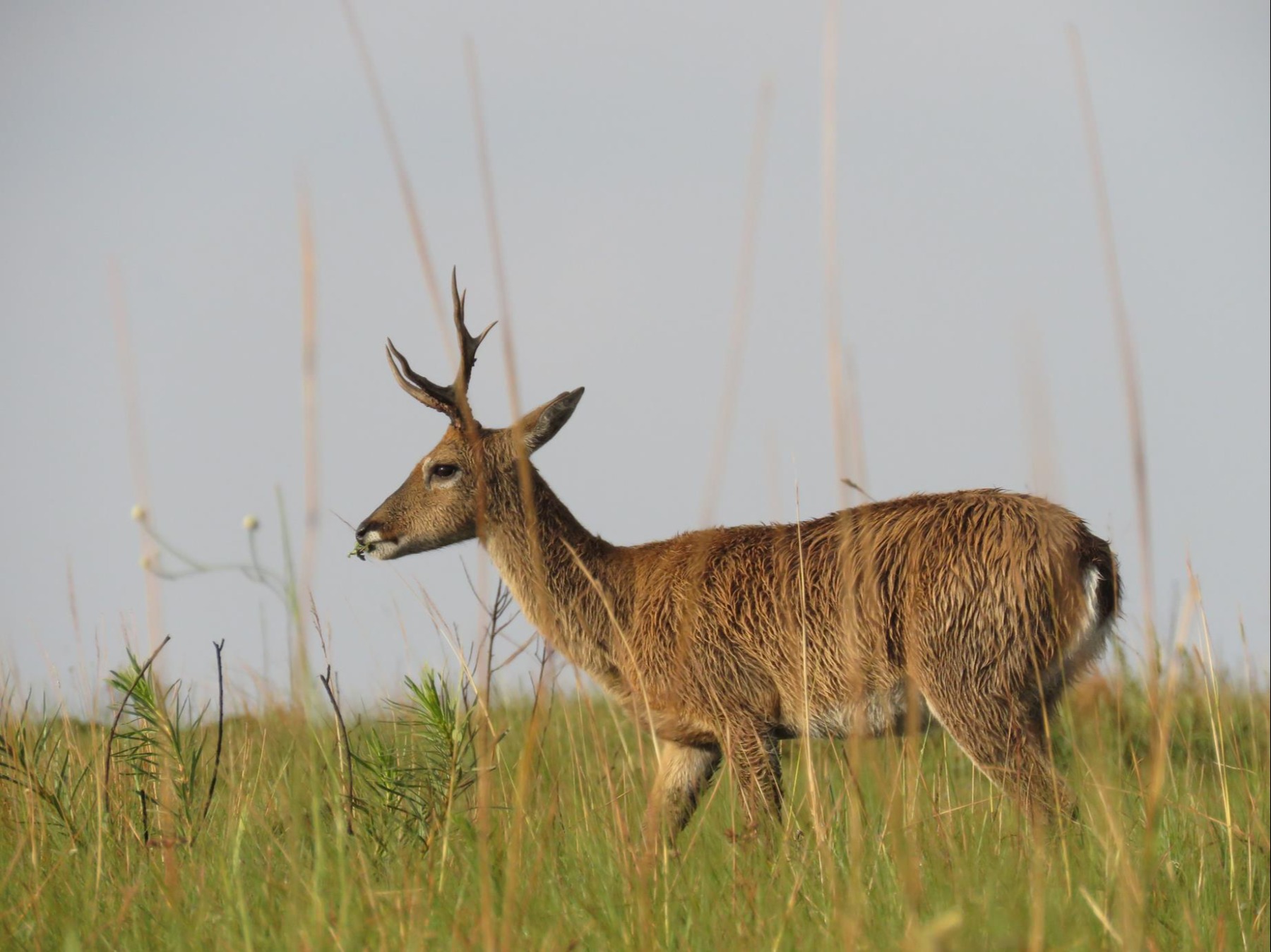 Levantamento de fauna, estudo de fauna, caracterização ambiental