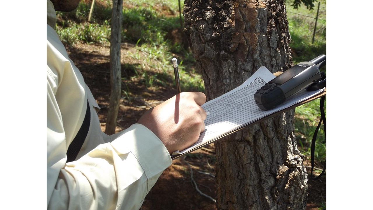 Coleta de dados florestais, informação botânica