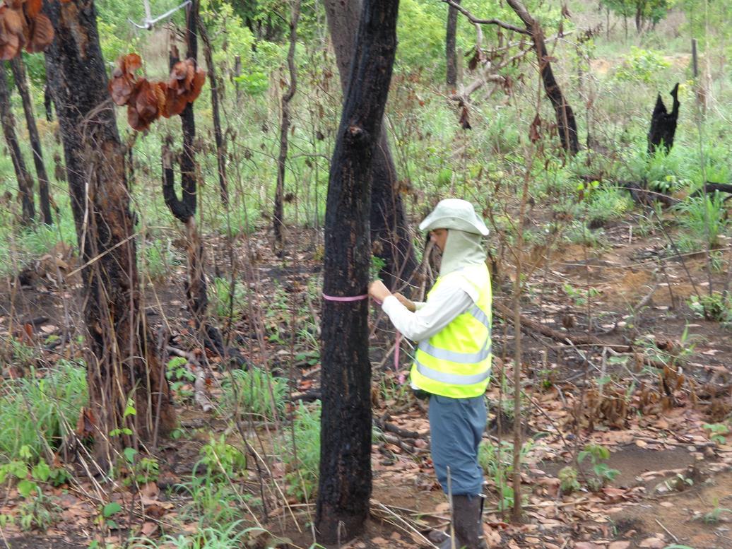 Inventário Florístico