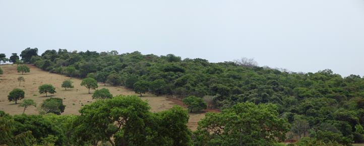 Caracterização florestal, Classificação Florestal, Inventário Florístico
