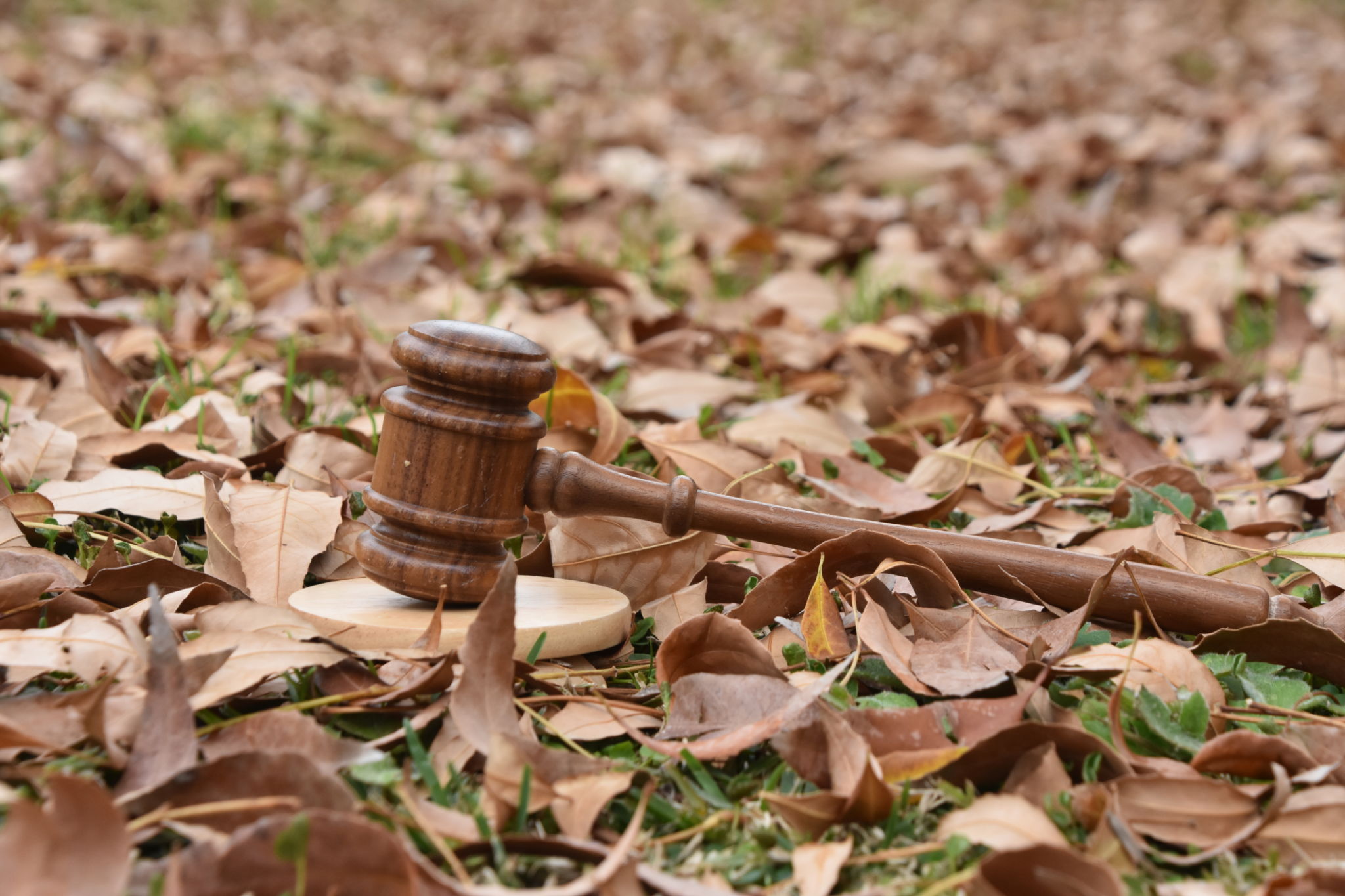 Regularização ambiental, laudo ambiental, assessoria ambiental