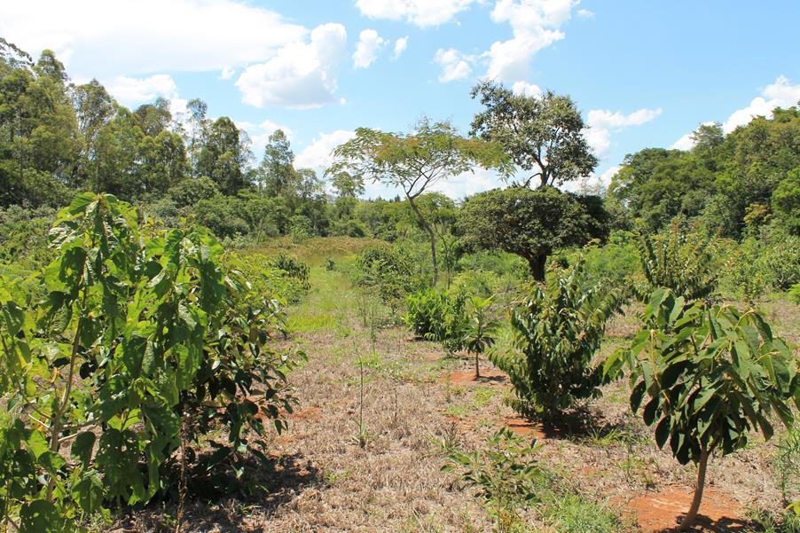 Plantio de árvores nativas, Reflorestamento, Compensação ambiental